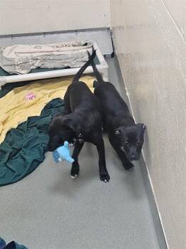 Rescue Labrador Retriever and Mixed Breed Dogs for Adoption in Boston, Massachusetts - PINECONE | PetCurious