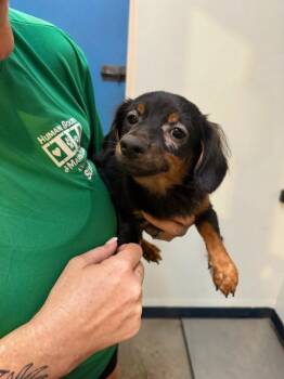 Baby Billy -  Mixed Breed Dog for Adoption in Ocala, Florida - Baby Billy | PetCurious