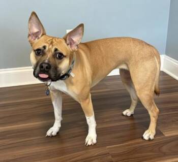 American Staffordshire Terrier and Mixed Breed Dogs Available for Adoption - Tazzie | PetCurious