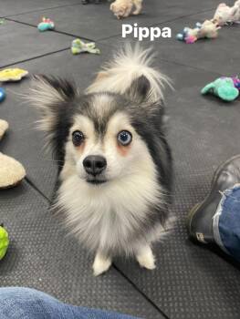 Pomsky Dogs Available for Adoption in Indian Creek, Illinois - Pippa | PetCurious