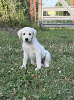Betsy Ross -  Great Pyrenees and Labrador Retriever Dog for Adoption in Meeker, Oklahoma - Betsy Ross | PetCurious