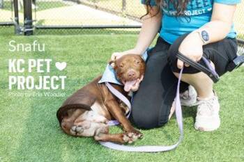 Snafu -  Pit Bull Terrier and Mixed Breed Dog for Adoption in Kansas City, Missouri - Snafu | PetCurious
