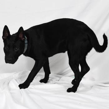 Merlin -  German Shepherd Dog Dog for Adoption in Defuniak Springs, Florida - Merlin | PetCurious