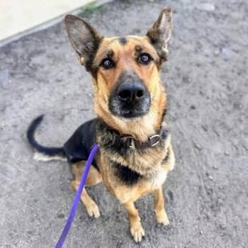 Pleasanton -  German Shepherd Dog Dog for Adoption in Oakland, California - Pleasanton | PetCurious