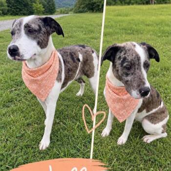 Nell -  Cattle Dog and Mixed Breed Dog for Adoption in Hackett, Arkansas - Nell | PetCurious