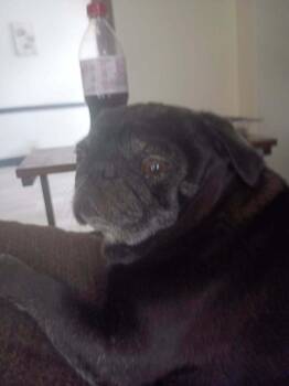 Zoey -  Pug Dog for Adoption in Eagle, Idaho - Zoey | PetCurious