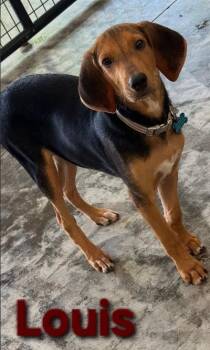 Louis -  Coonhound and Mixed Breed Dog for Adoption in Kansas City, Missouri - Louis | PetCurious