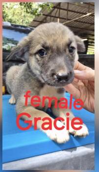 Gracie -  Shepherd Dog for Adoption in Manchester, Connecticut - Gracie | PetCurious