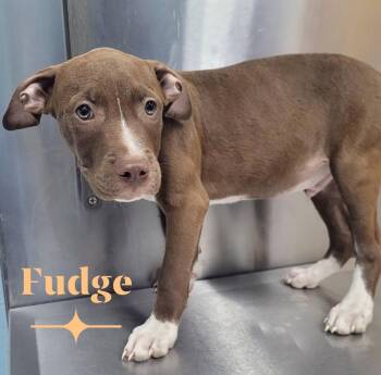 Fudge -  Pit Bull Terrier Dog for Adoption in Carmel Hamlet, New York - Fudge | PetCurious