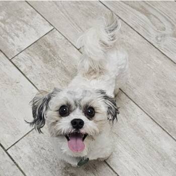 Shih Tzu Dogs Available for Adoption in Fenton, Michigan - FREDDIE | PetCurious