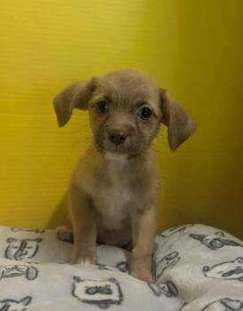 Gonzo -  Terrier and Chihuahua Dog for Adoption in Houston, Texas - Gonzo | PetCurious