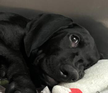 Ace -  Labrador Retriever Dog for Adoption in Parma, Ohio - Ace | PetCurious