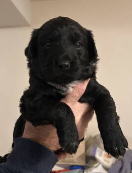 Rescue Retriever Dogs for Adoption in Stephens City, Virginia - Puppy 0568 | PetCurious