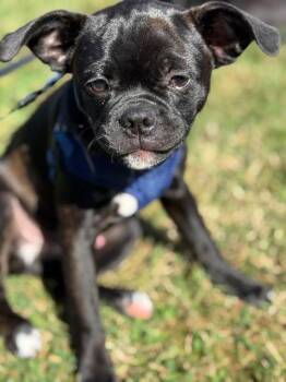 Rescue Boston Terrier and Pug Dogs for Adoption in Blountville, Tennessee - Blu | PetCurious