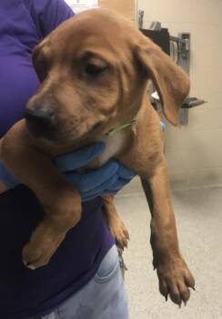 Labrador Retriever and Mixed Breed Dogs Available for Adoption in Conroe, Texas - A427828 | PetCurious