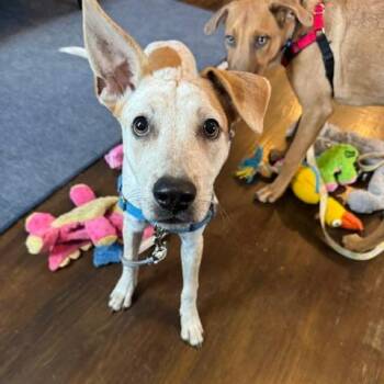 Jazz -  Catahoula Leopard Dog and Mixed Breed Dog for Adoption in Chicago, Illinois - Jazz | PetCurious