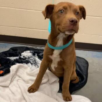 Mixed Breed Dogs Available for Adoption - Sardis | PetCurious