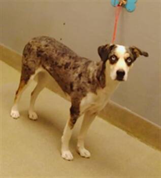 Rescue Catahoula Leopard Dog Dogs for Adoption in Las Vegas, Nevada - SUBWOOFER | PetCurious
