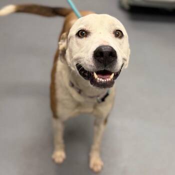 Mixed Breed Dogs Available for Adoption in Sarasota, Florida - Maple | PetCurious