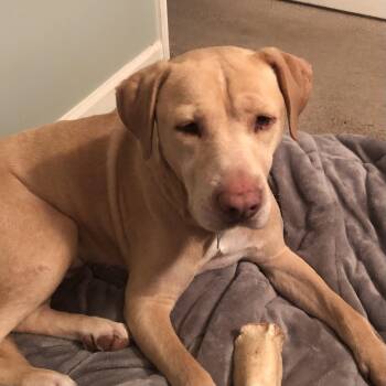 Pops -  Labrador Retriever Dog for Adoption in Columbia, South Carolina - Pops | PetCurious