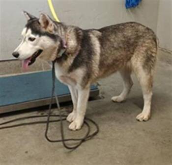A887788 -  Siberian Husky Dog for Adoption in Camarillo, California - A887788 | PetCurious