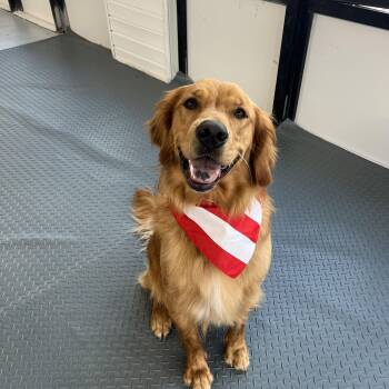 Boone -  Golden Retriever Dog for Adoption in Bristol, Tennessee - Boone | PetCurious