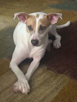 Beatrice -  Mixed Breed Dog for Adoption in Grand Rapids, Michigan - Beatrice | PetCurious