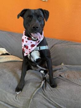Pit Bull Terrier and Labrador Retriever Dogs Available for Adoption - Ashley | PetCurious