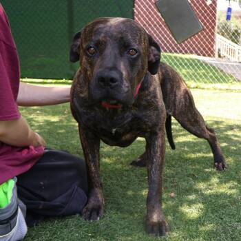 Tank -  Mixed Breed Dog for Adoption in Saint Charles, Missouri - Tank | PetCurious