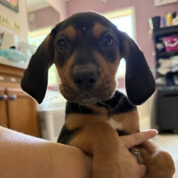 Benny Beans -  Mixed Breed Dog for Adoption in Fredericksburg, Virginia - Benny Beans | PetCurious