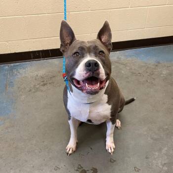 Mixed Breed Dogs Available for Adoption in Memphis, Tennessee - Ivy | PetCurious