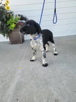 Ahi Tuna -  German Shorthaired Pointer and Australian Shepherd Dog for Adoption in Fergus Falls, Minnesota - Ahi Tuna | PetCurious