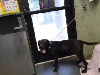 TAX -  Pit Bull Terrier Dog for Adoption in Tulsa, Oklahoma - TAX | PetCurious