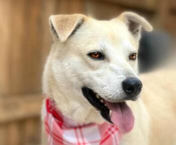 Rescue Yellow Labrador Retriever and Shepherd Dogs for Adoption in Hondo, Texas - Tito - From Wounds To Wags! His Neck And Heart Have Finally Heal | PetCurious