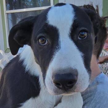 American Staffordshire Terrier and Black Labrador Retriever Dogs Available for Adoption in Klamath Falls, Oregon - Spek | PetCurious