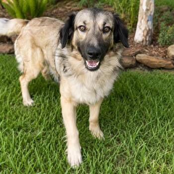Bocelli -  Anatolian Shepherd Dog for Adoption in Houston, Texas - Bocelli | PetCurious