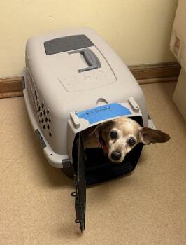 Dachshund and Chihuahua Dogs Available for Adoption in Columbia, Tennessee - Tillie | PetCurious