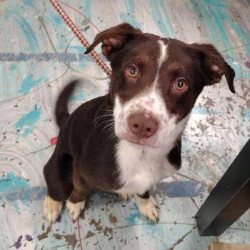River -  Border Collie Dog for Adoption in Coos Bay, Oregon - River | PetCurious