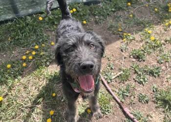 Terrier and German Shepherd Dog Dogs Available for Adoption in Colorado Springs, Colorado - MAX | PetCurious