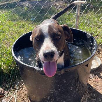 Rescue Terrier Dogs for Adoption in Bella Vista, Arkansas - Chad | PetCurious