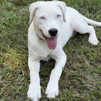 Angel blue eyes -  Labrador Retriever and American Bulldog Dog for Adoption in Alabaster, Alabama - Angel Blue Eyes | PetCurious