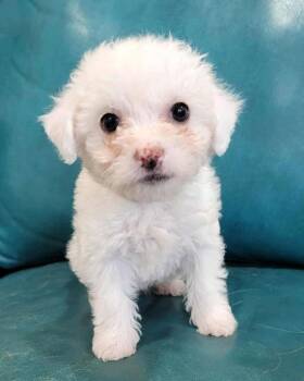 Poodle and Terrier Dogs Available for Adoption - Pandora | PetCurious