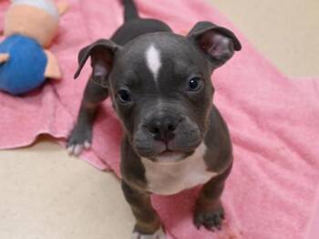 Pit Bull Terrier Dogs Available for Adoption - Aries | PetCurious