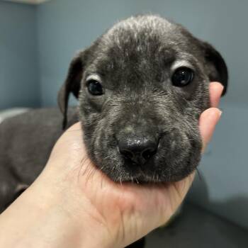 Citrine -  Mixed Breed Dog for Adoption in Chattanooga, Tennessee - Citrine | PetCurious