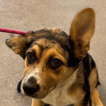Roxy -  Mixed Breed Dog for Adoption in Las Cruces, New Mexico - Roxy | PetCurious