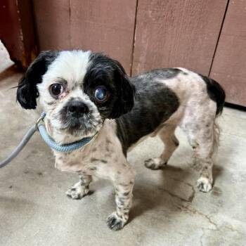 IVHS-Stray-141578 -  Shih Tzu and Mixed Breed Dog for Adoption in San Gabriel, California - IVHS-Stray-141578 | PetCurious