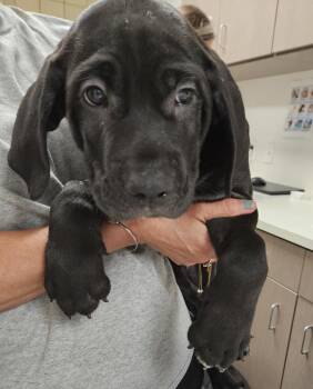 Cane Corso and Black Labrador Retriever Dogs Available for Adoption in Greenfield, Indiana - Tazer | PetCurious