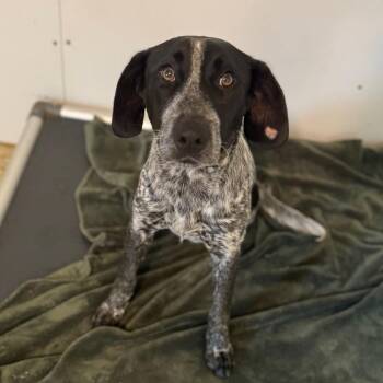 Australian Cattle Dog Blue Heeler and Pointer Dogs Available for Adoption in Brownsboro, Alabama - Annabelle | PetCurious