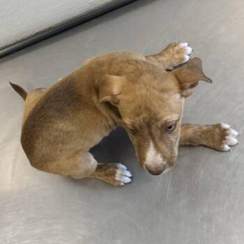 Mixed Breed Dogs Available for Adoption in Las Cruces, New Mexico - Bugle | PetCurious