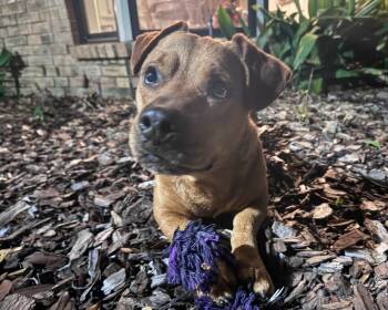 Basset Hound and Staffordshire Bull Terrier Dogs Available for Adoption - Buddy - Basset Hound Mix | PetCurious